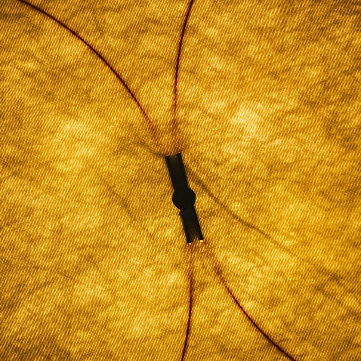 DuPont Paper Plug-in Wall Light